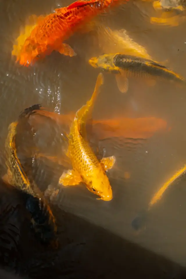 A koi carp swimming in a pond